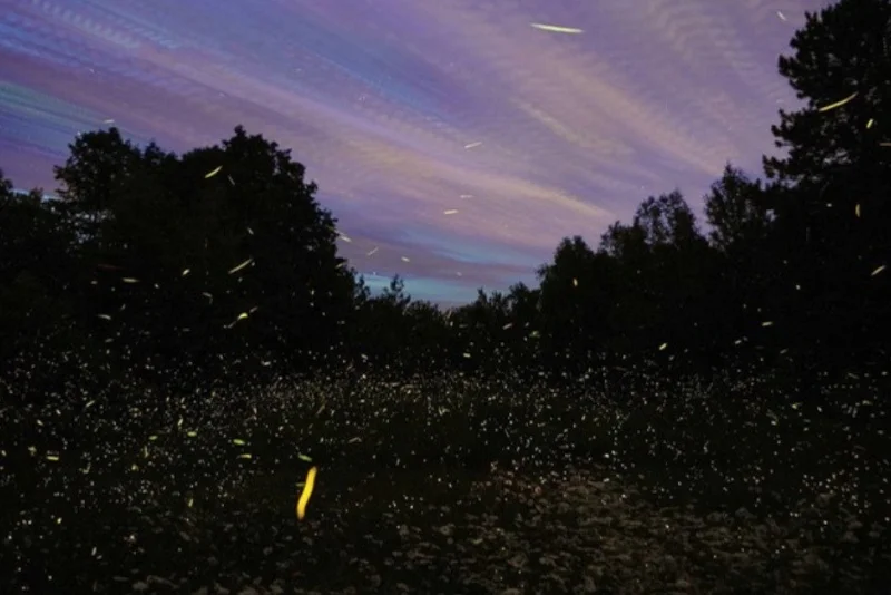 Firefly Drive