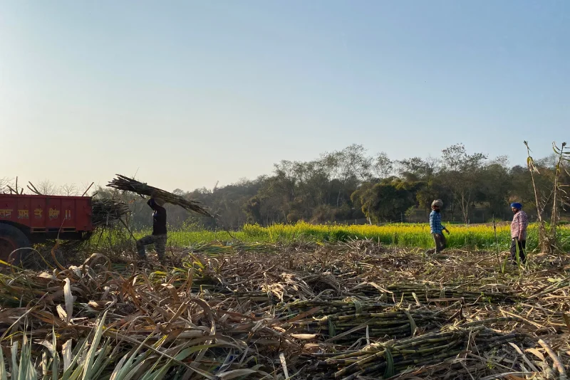 Sugarcane Farm