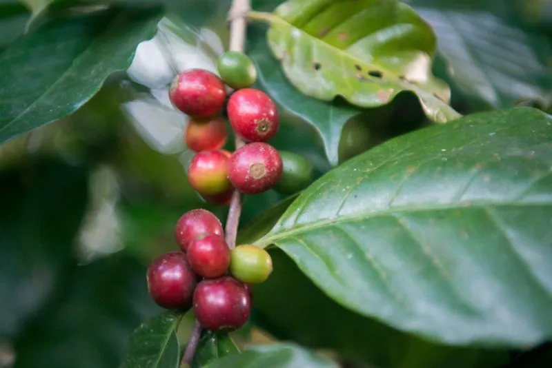 Coffee Plantation Walks