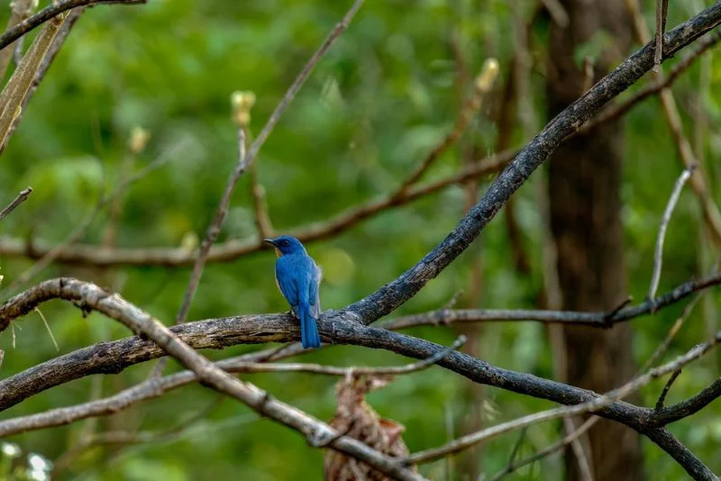 Birdsong farmstay